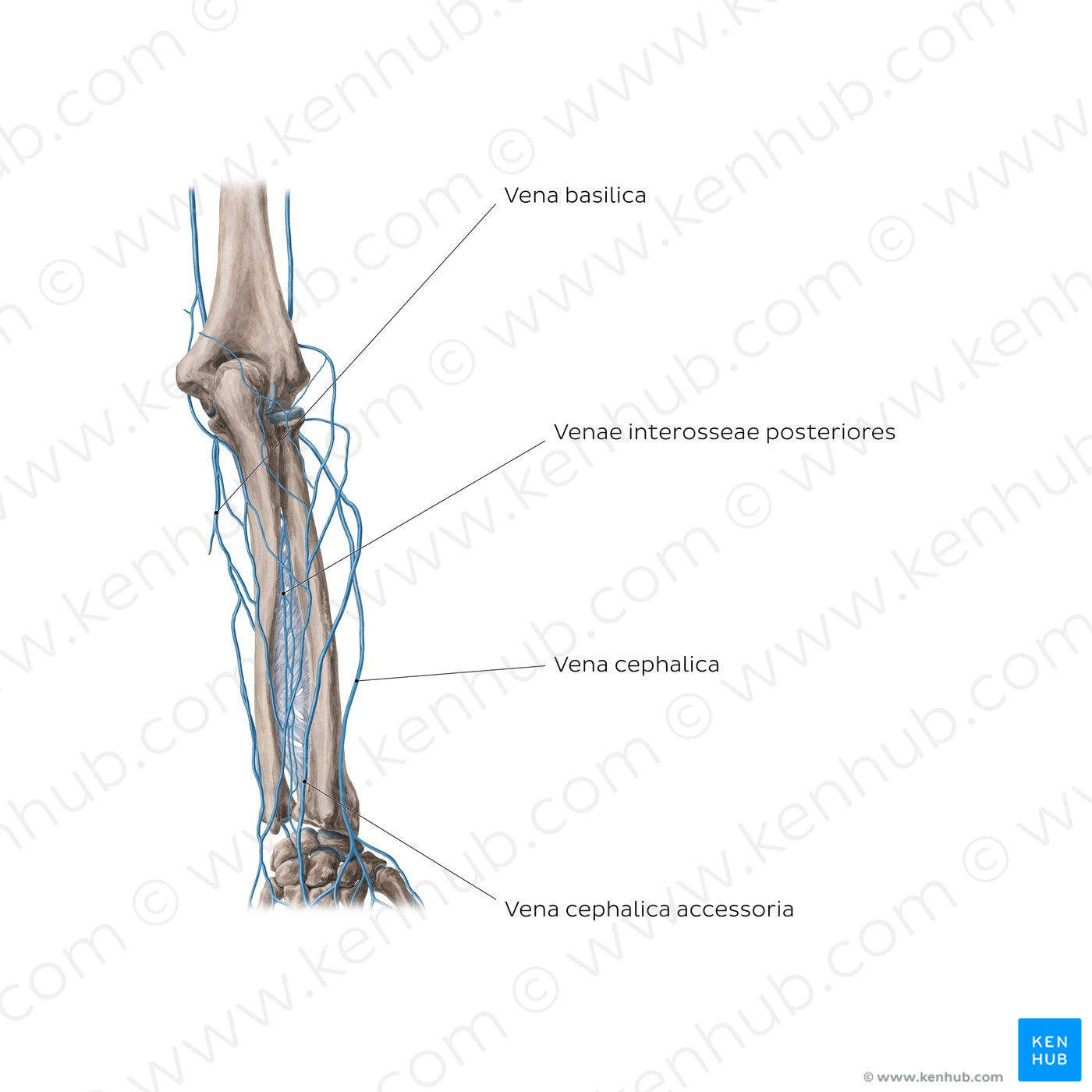 Veins of the forearm: Posterior view (Latin)