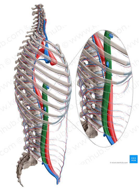 Inferior vena cava (#10049)