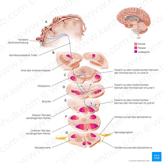 Corticonuclear tract (German)