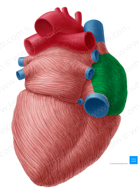 Right atrium of heart (#2109)