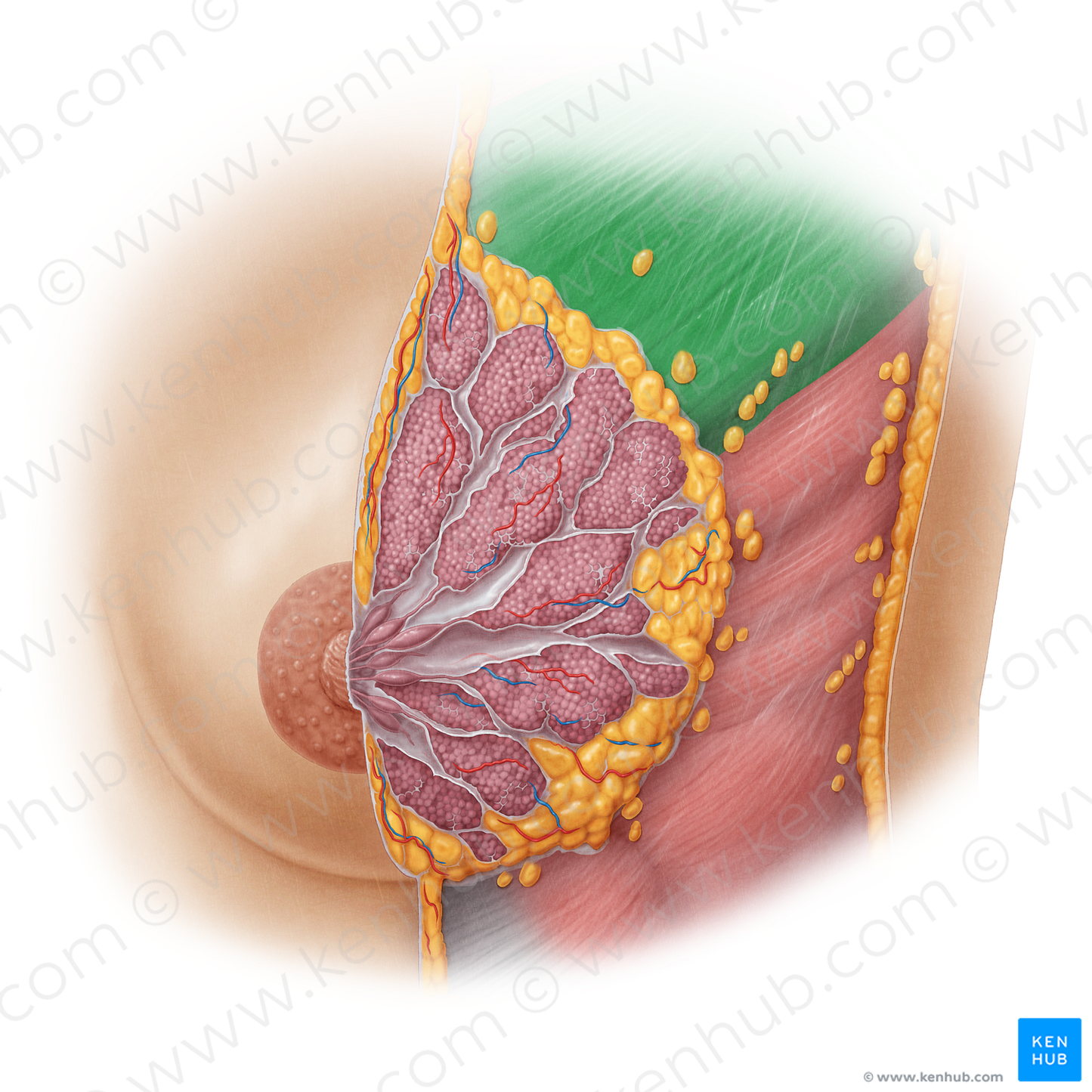 Pectoralis major muscle (#5738)