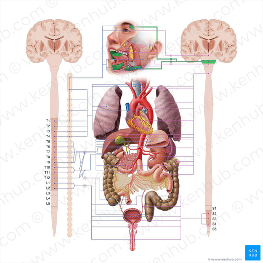 Facial nerve (#18559)