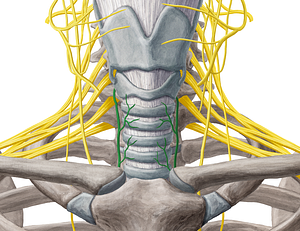 Recurrent laryngeal nerve (#6505)