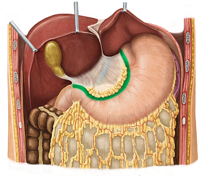 Lesser curvature of stomach (#3178)