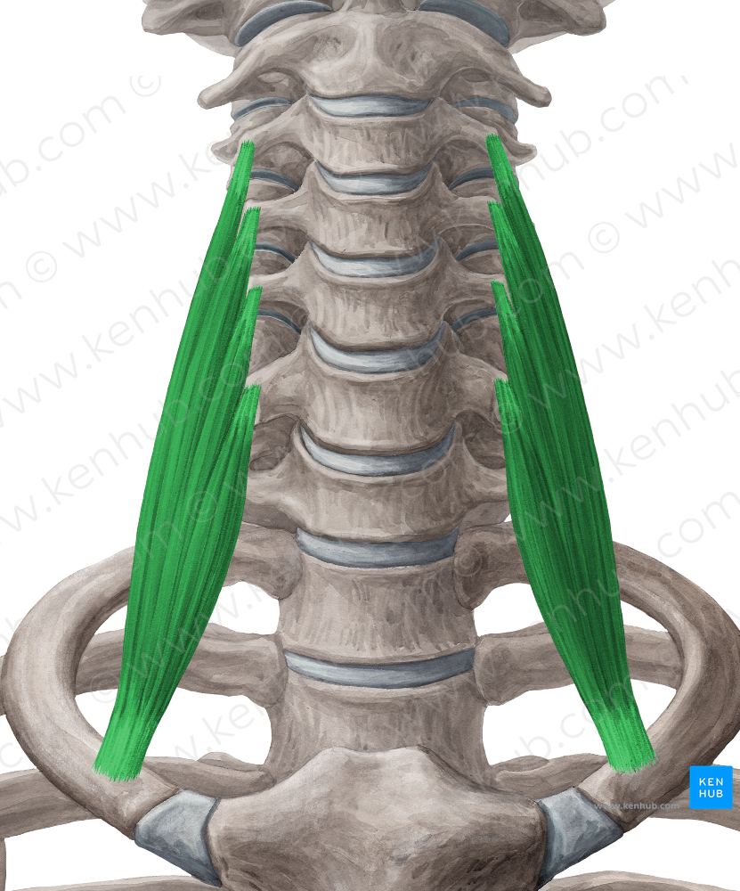 Scalenus anterior muscle (#5907)