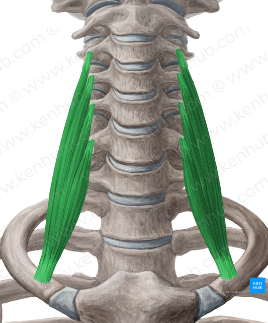 Scalenus anterior muscle (#5907)