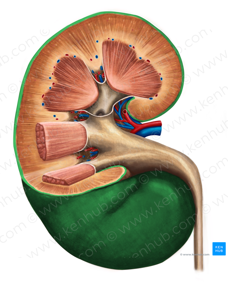 Renal capsule (#2364)