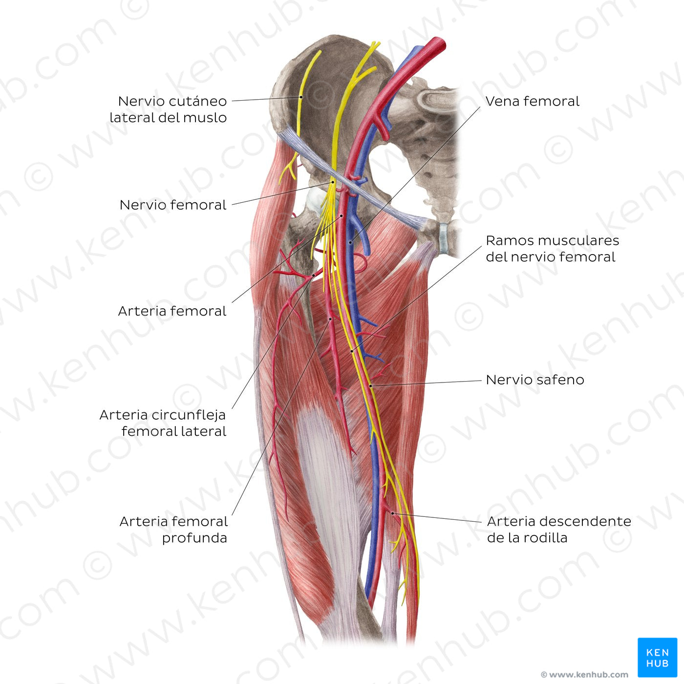 Neurovasculature of the hip and thigh (anterior view) (Spanish)