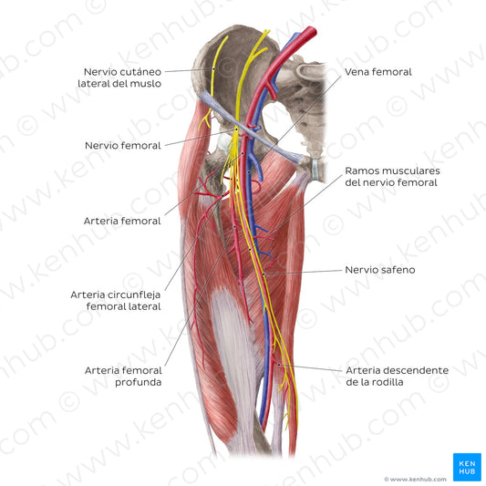 Neurovasculature of the hip and thigh (anterior view) (Spanish)