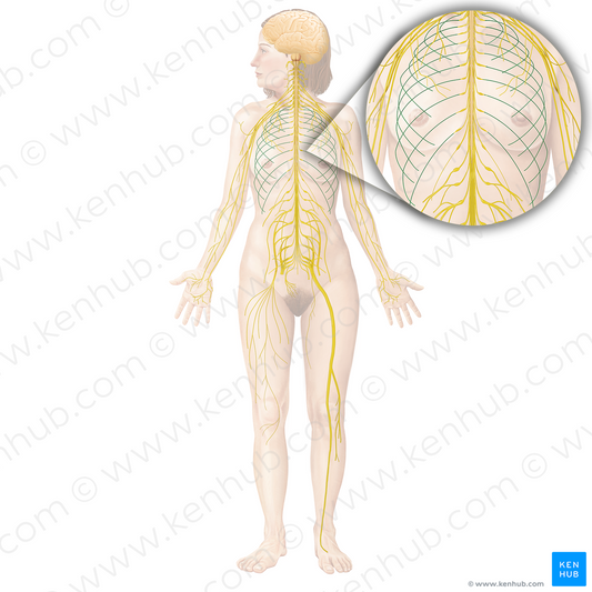 Intercostal nerve (#6241)