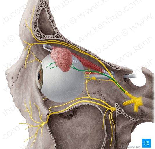 Lacrimal nerve (#6503)