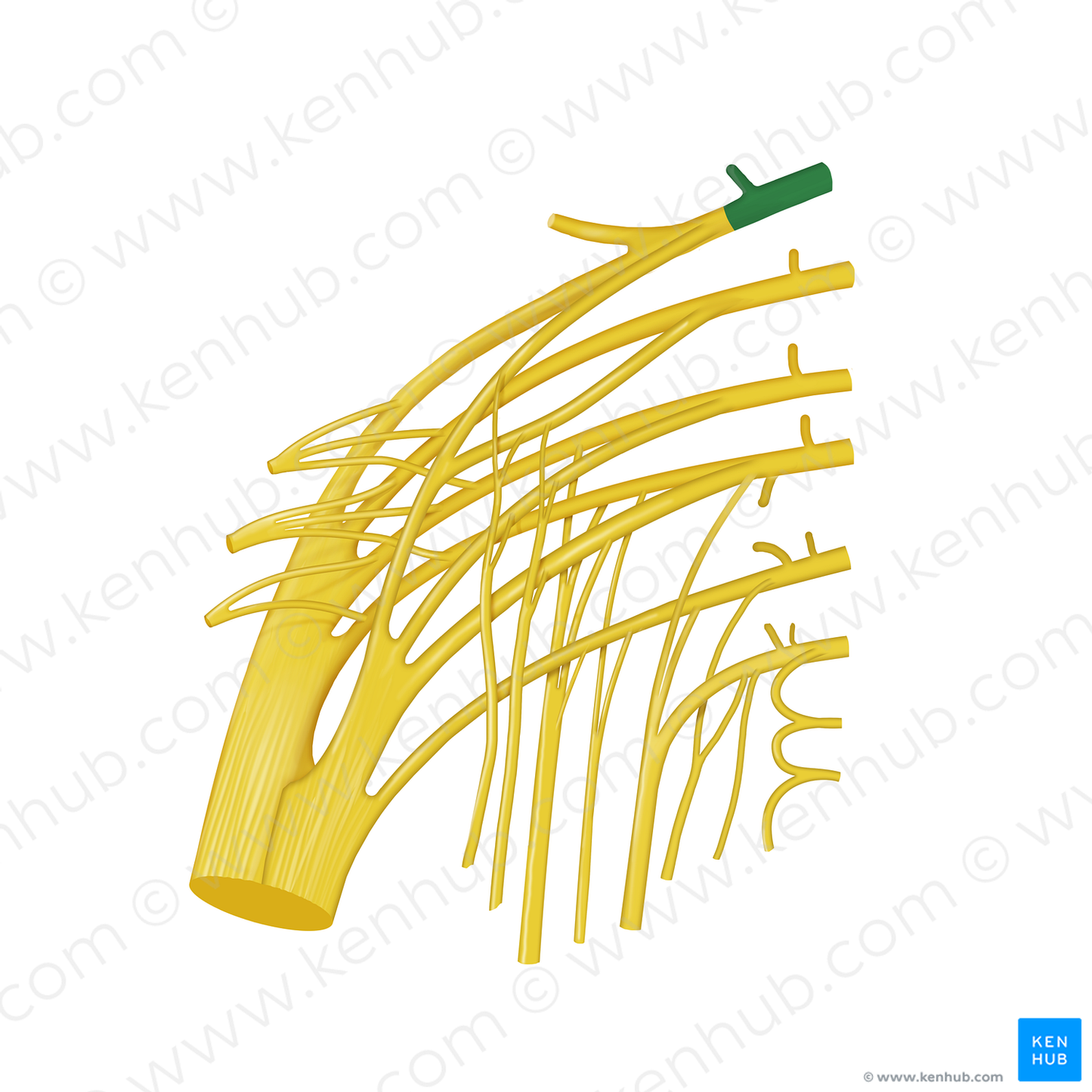 Spinal nerve L4 (#12825)