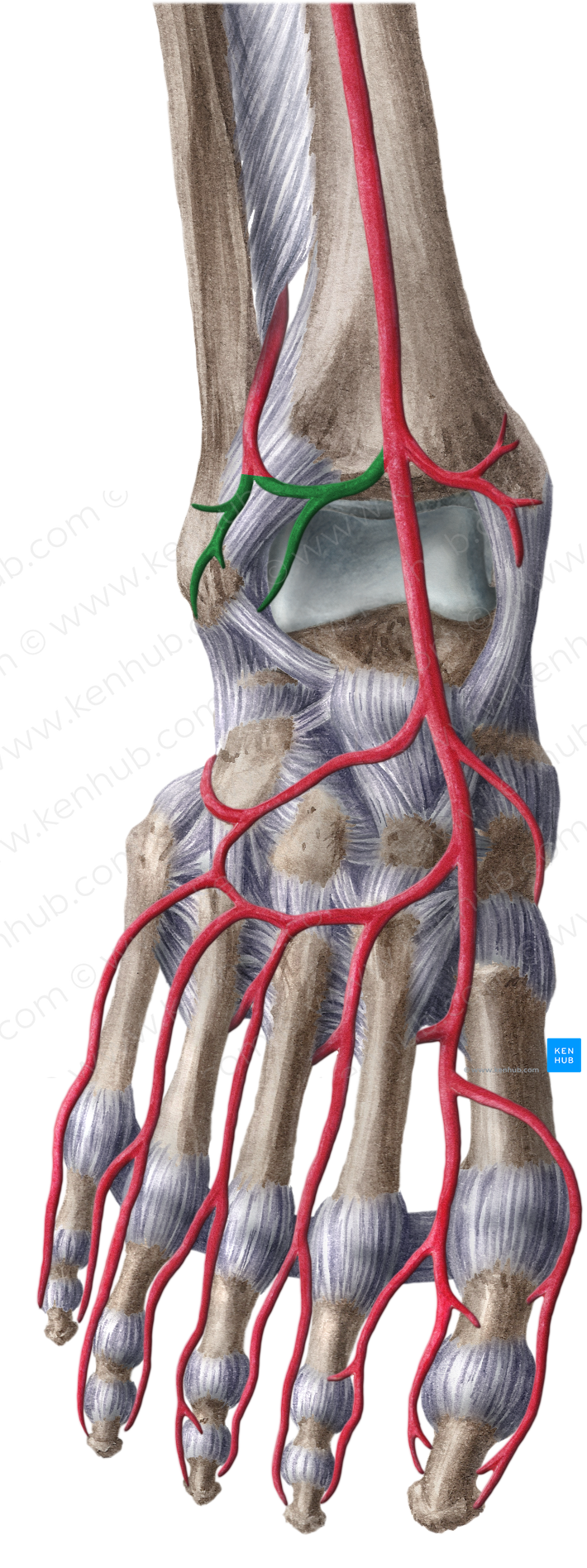 Anterior lateral malleolar artery (#1484)