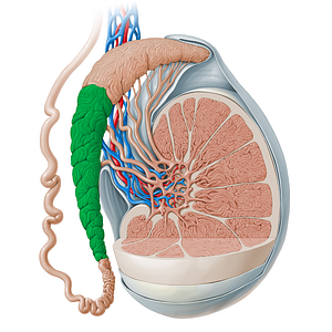 Body of epididymis (#13513)