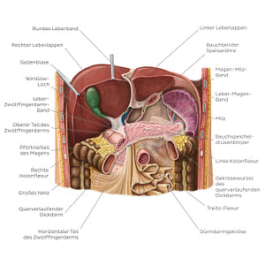 Liver in situ (German)