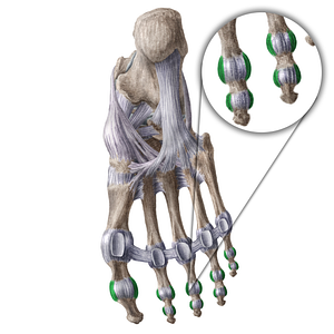 Collateral ligaments of interphalangeal joints of foot (#18605)