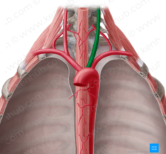 Left common carotid artery (#942)