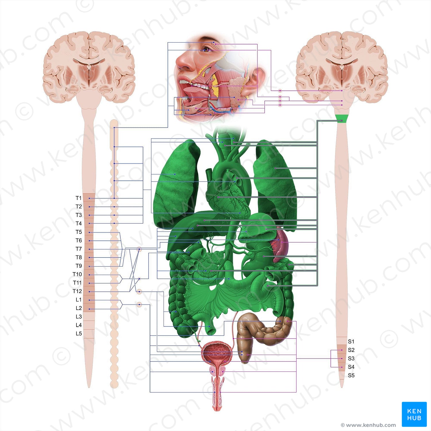 Vagus nerve (#18560)