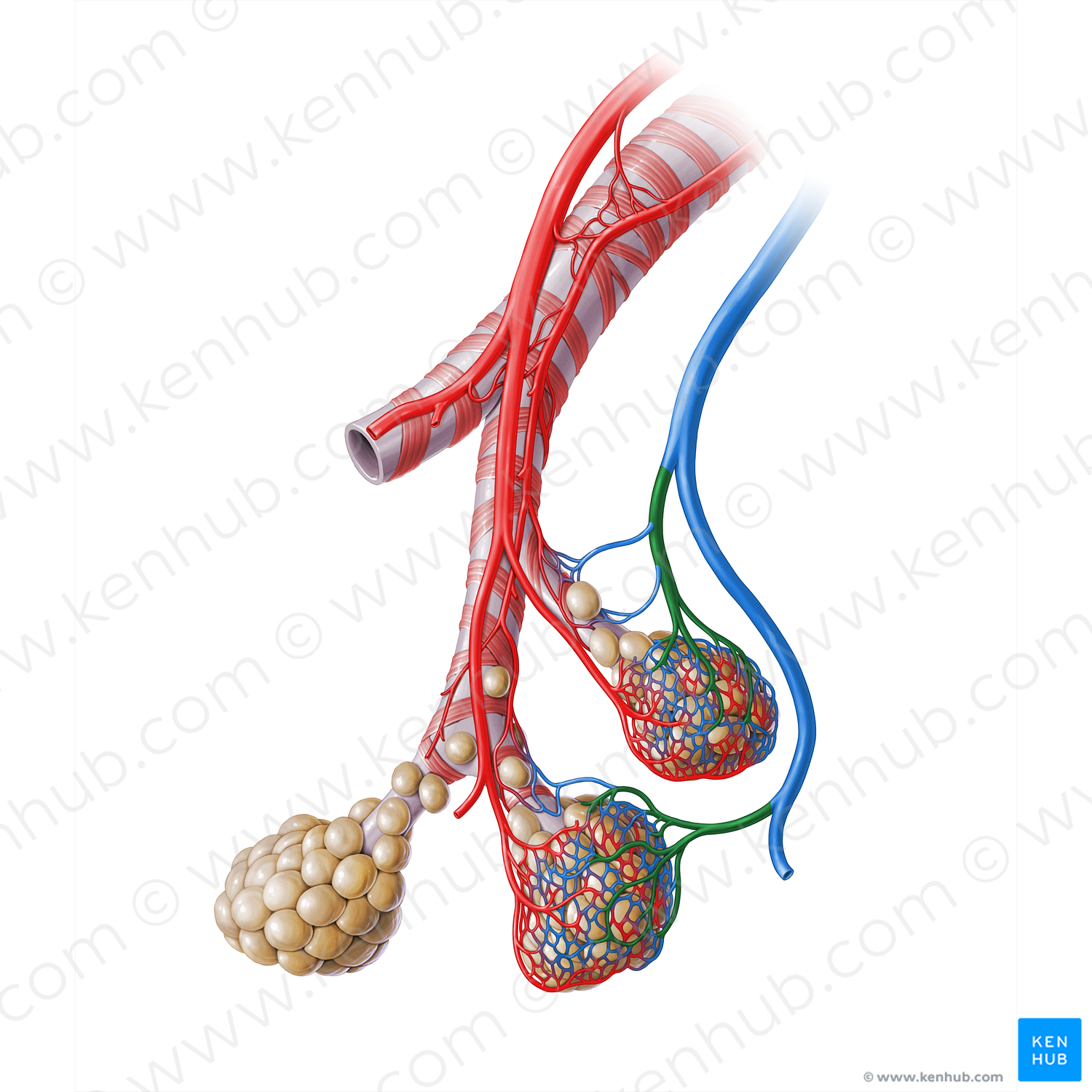 Pulmonary venule (#18267)