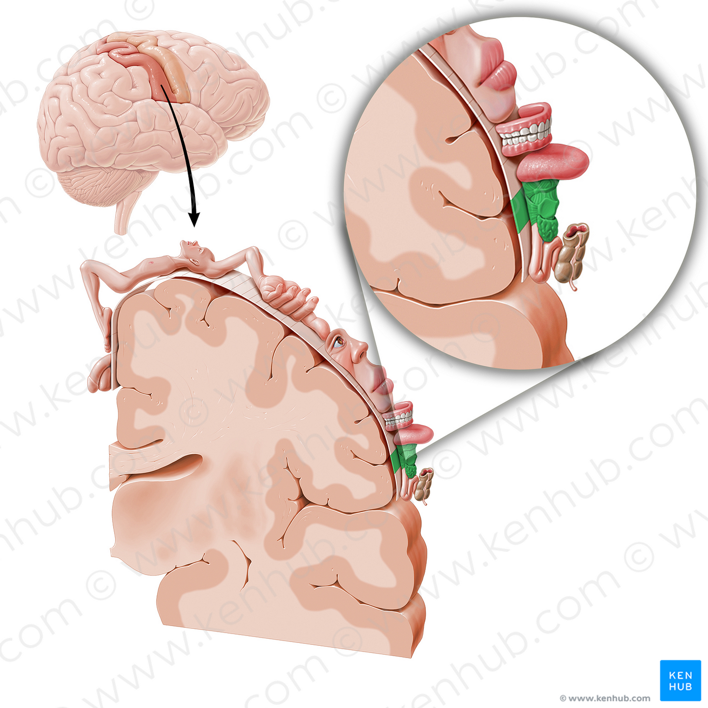 Sensory cortex of larynx (#11049)