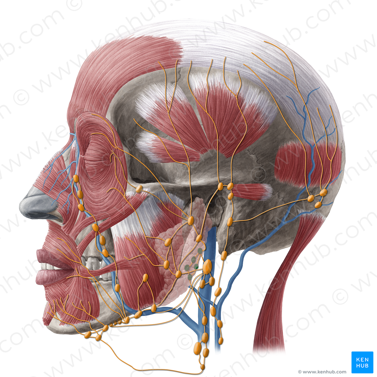 Deep parotid lymph nodes (#20225)