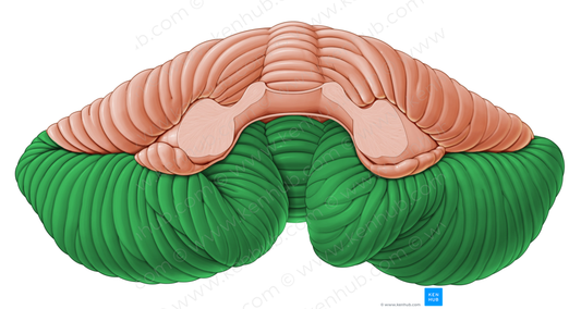 Posterior lobe of cerebellum (#4855)