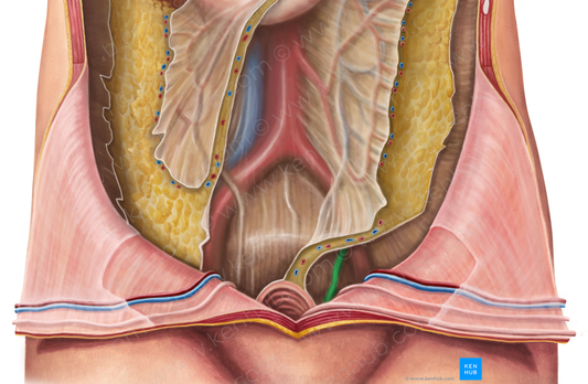 Left ureter (#9854)