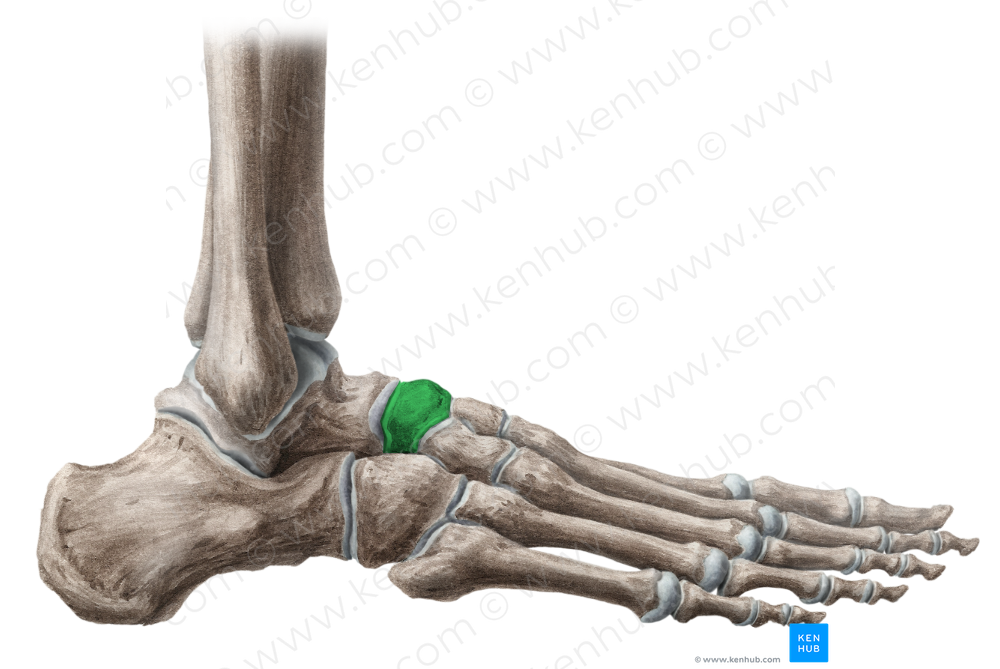 Navicular bone (#7439)