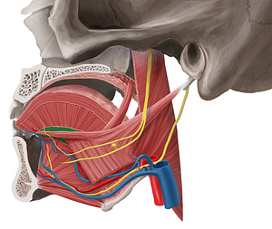 Inferior longitudinal muscle of tongue (#5585)