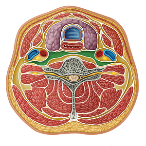 Retropharyngeal compartment (#16319)