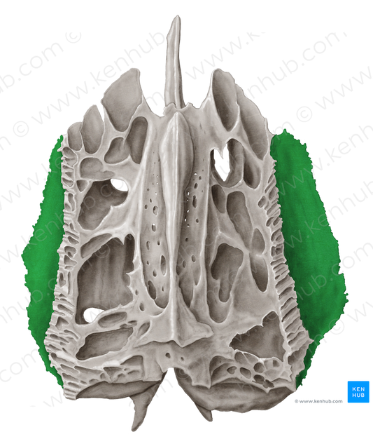 Orbital plate of ethmoid bone (#4405)