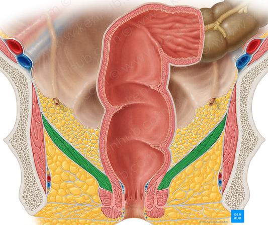 Levator ani muscle (#5533)