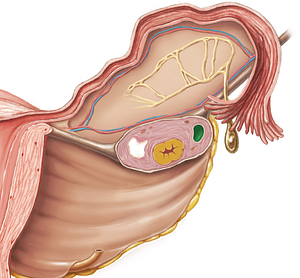 Tertiary ovarian follicle (#3724)