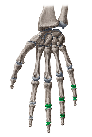 Interphalangeal joints of 3rd-5th fingers (#2046)