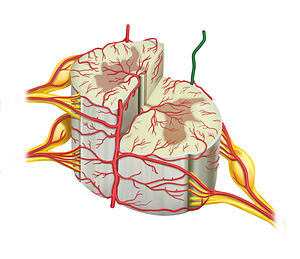 Left posterior spinal artery (#1784)