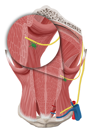 Submandibular ganglion (#4019)