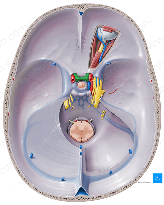 Optic chiasm (#2588)