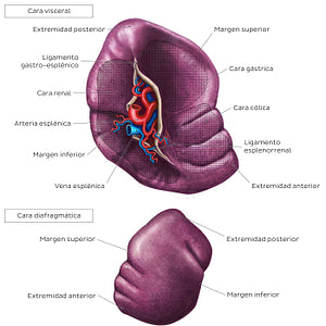 Surface anatomy of the spleen (Spanish)