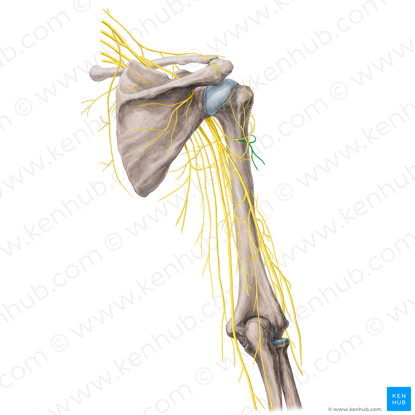 Posterior branch of axillary nerve (#21758)