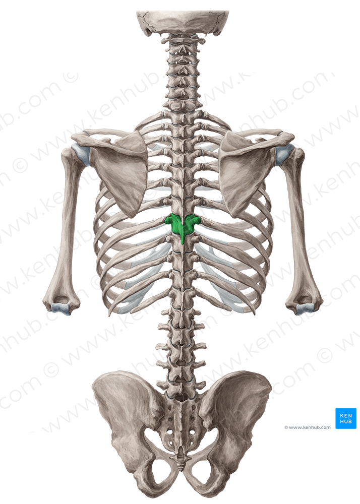 Vertebra T8 (#10781)