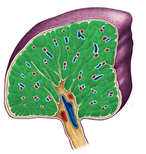 Splenic pulp (#8404)