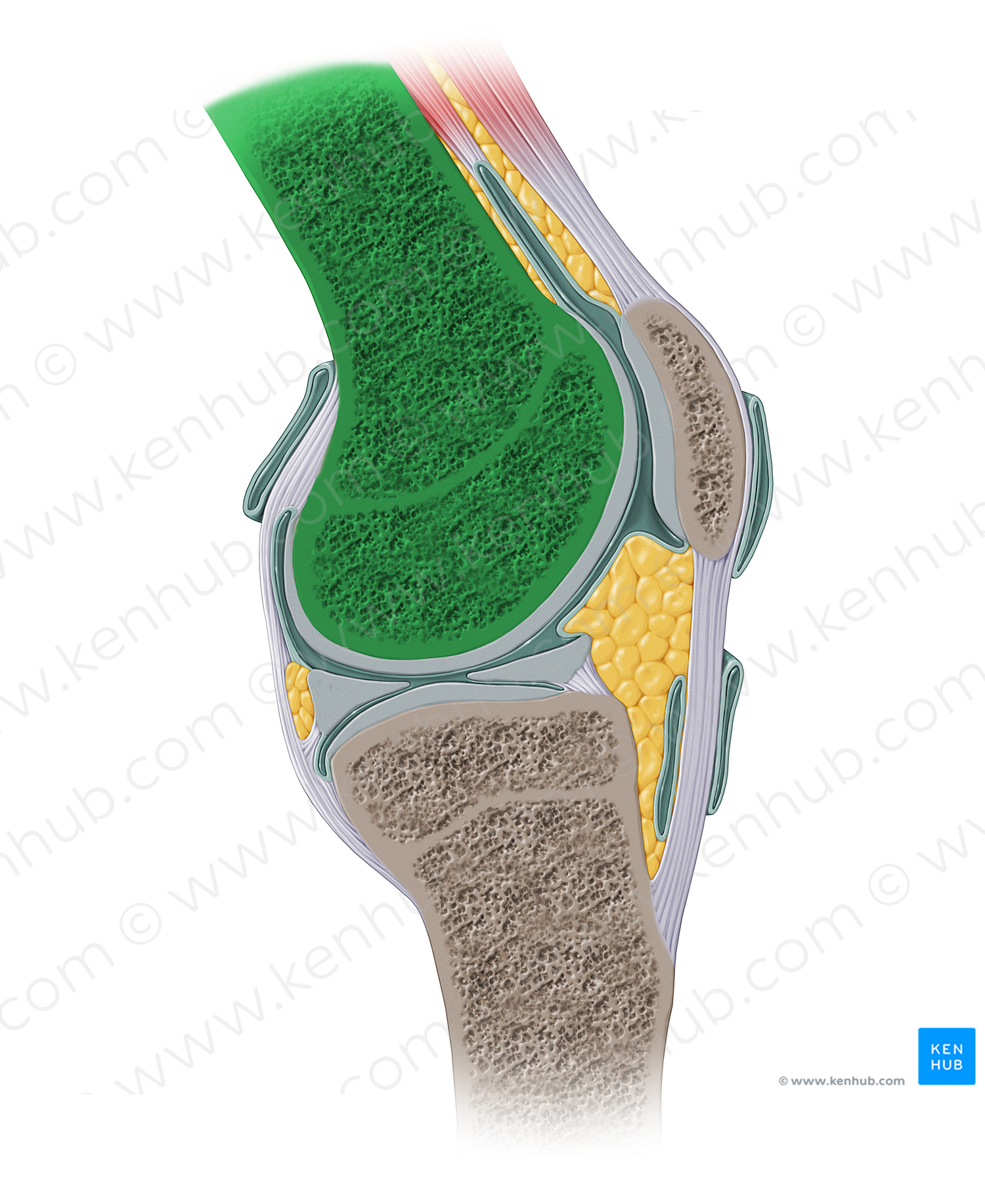 Femur (#13900)