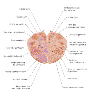 Medulla oblongata: Hypoglossal nerve level (German)