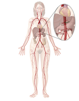 Splenic artery (#20610)