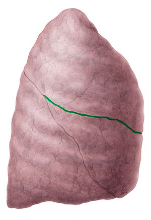 Horizontal fissure of right lung (#3655)