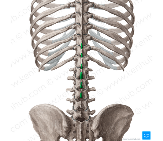 Spinous processes of vertebrae T10-L3 (#8263)