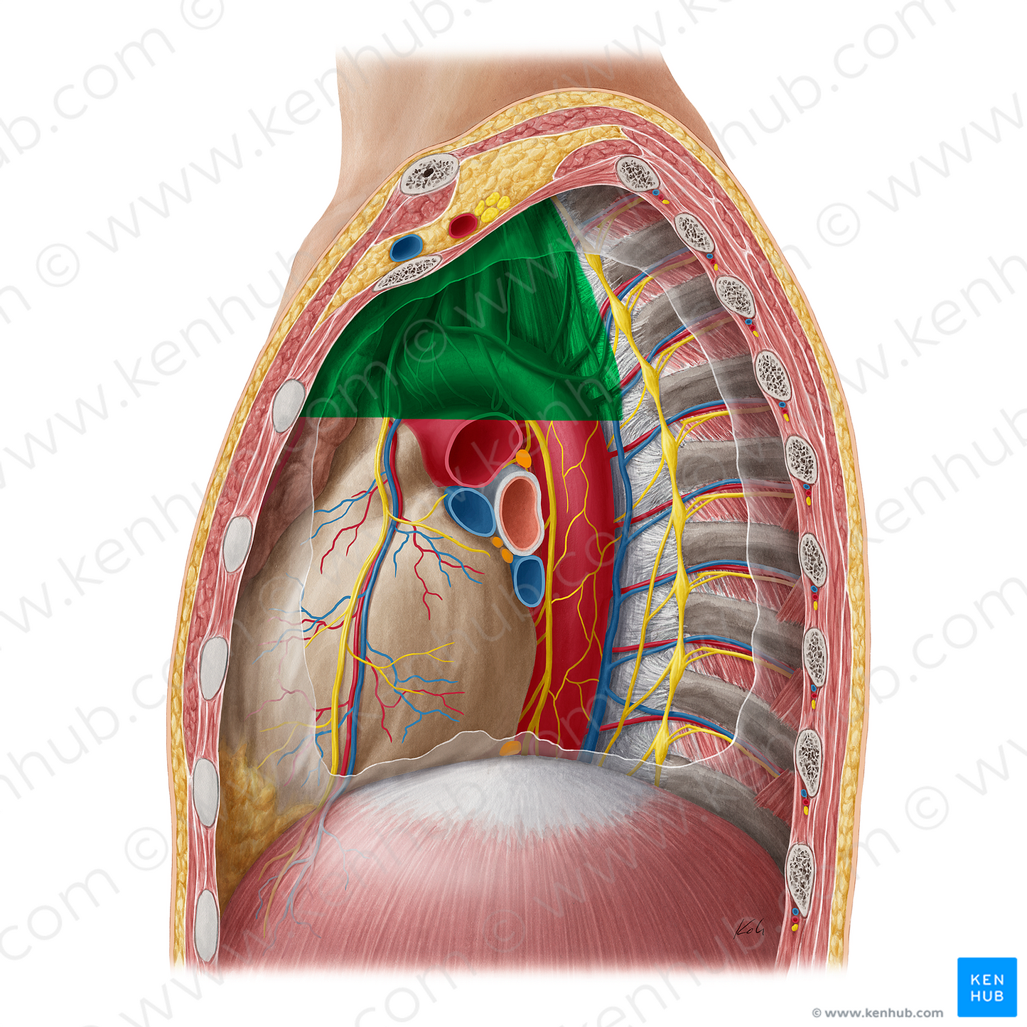 Superior mediastinum (#16204)