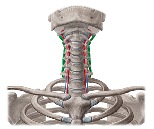 Posterior intertransversarii colli muscles (#19011)