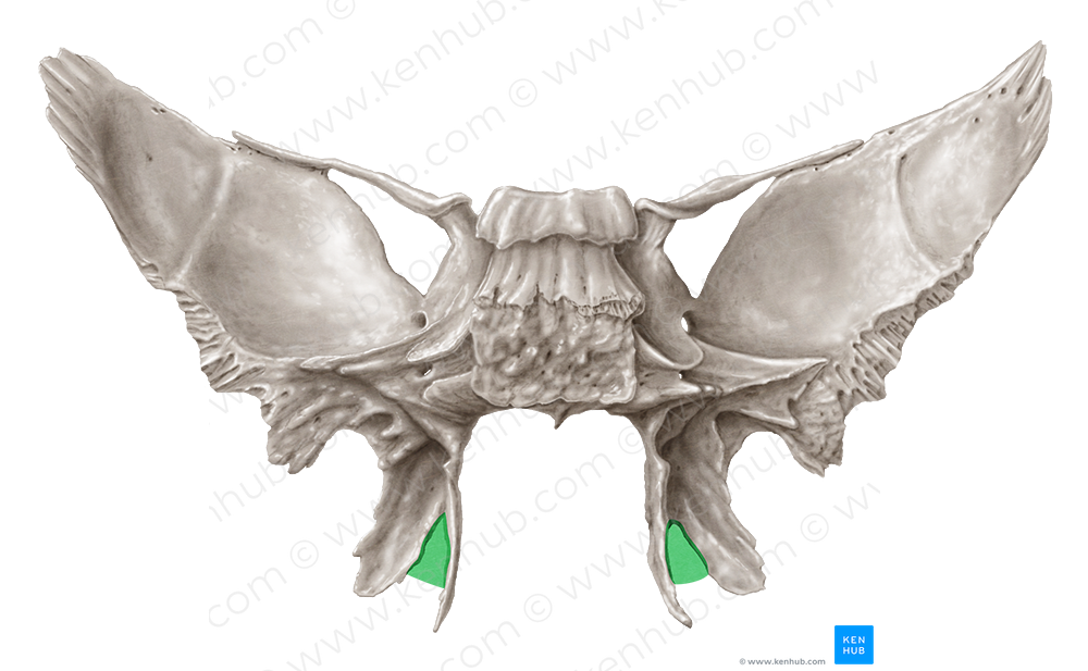 Pterygoid notch of sphenoid bone (#3682)
