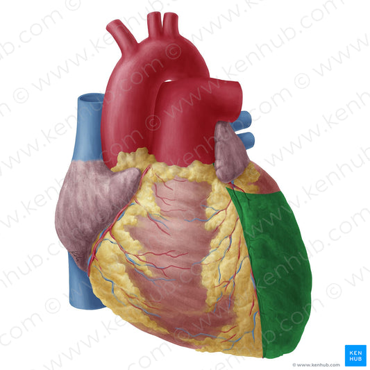 Left ventricle of heart (#19741)